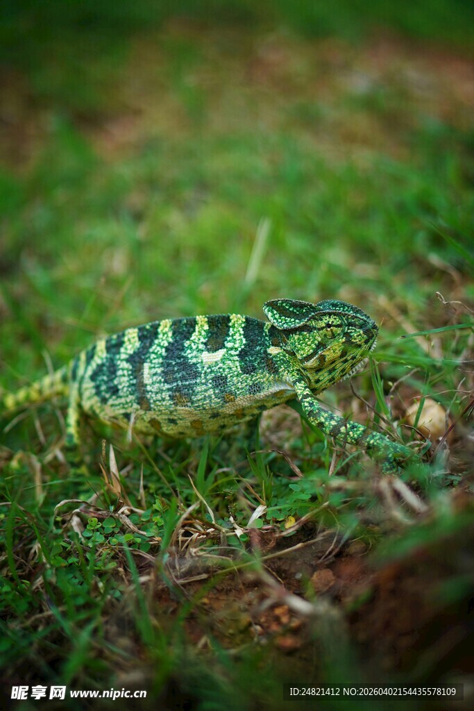 草地上的斑斓昆虫