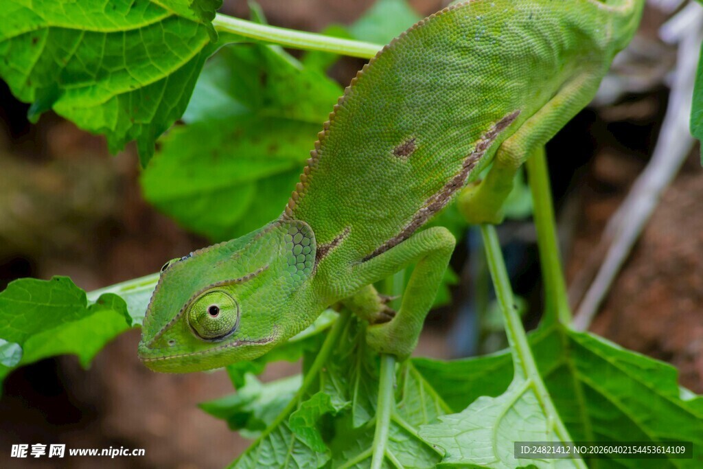 绿叶上的绿色蜥蜴