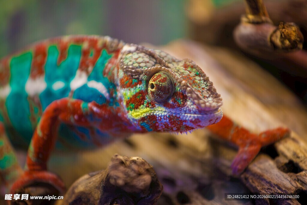 多彩变色龙栖息于树枝间