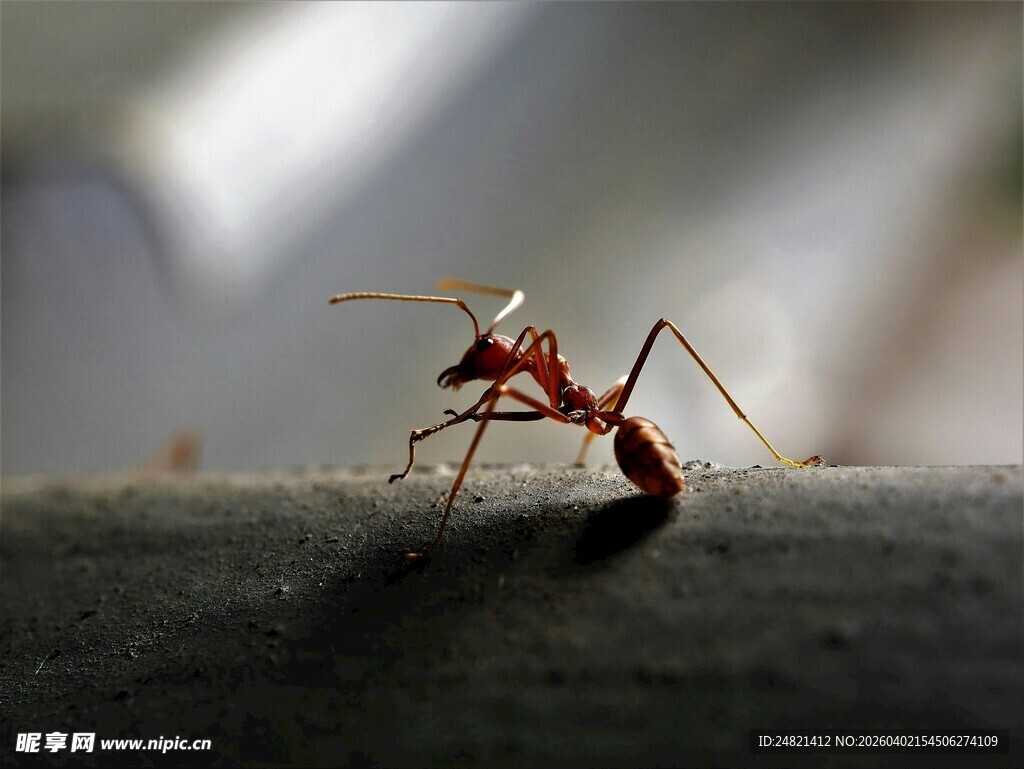 微距下的红蚂蚁