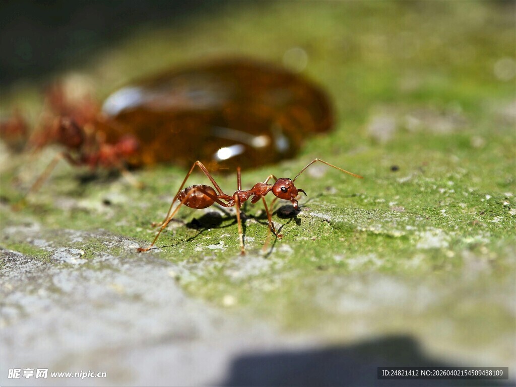 绿叶上的红蚂蚁