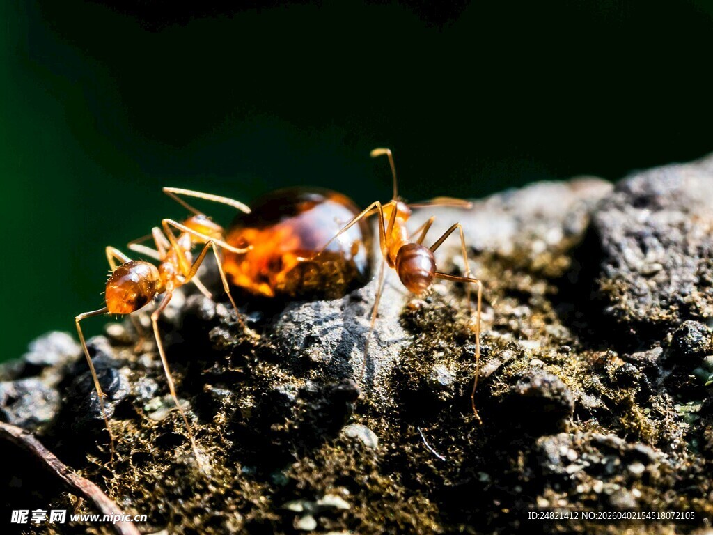 蚂蚁在树皮上活动