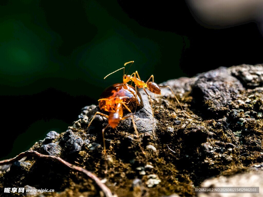 岩石上的多彩小昆虫