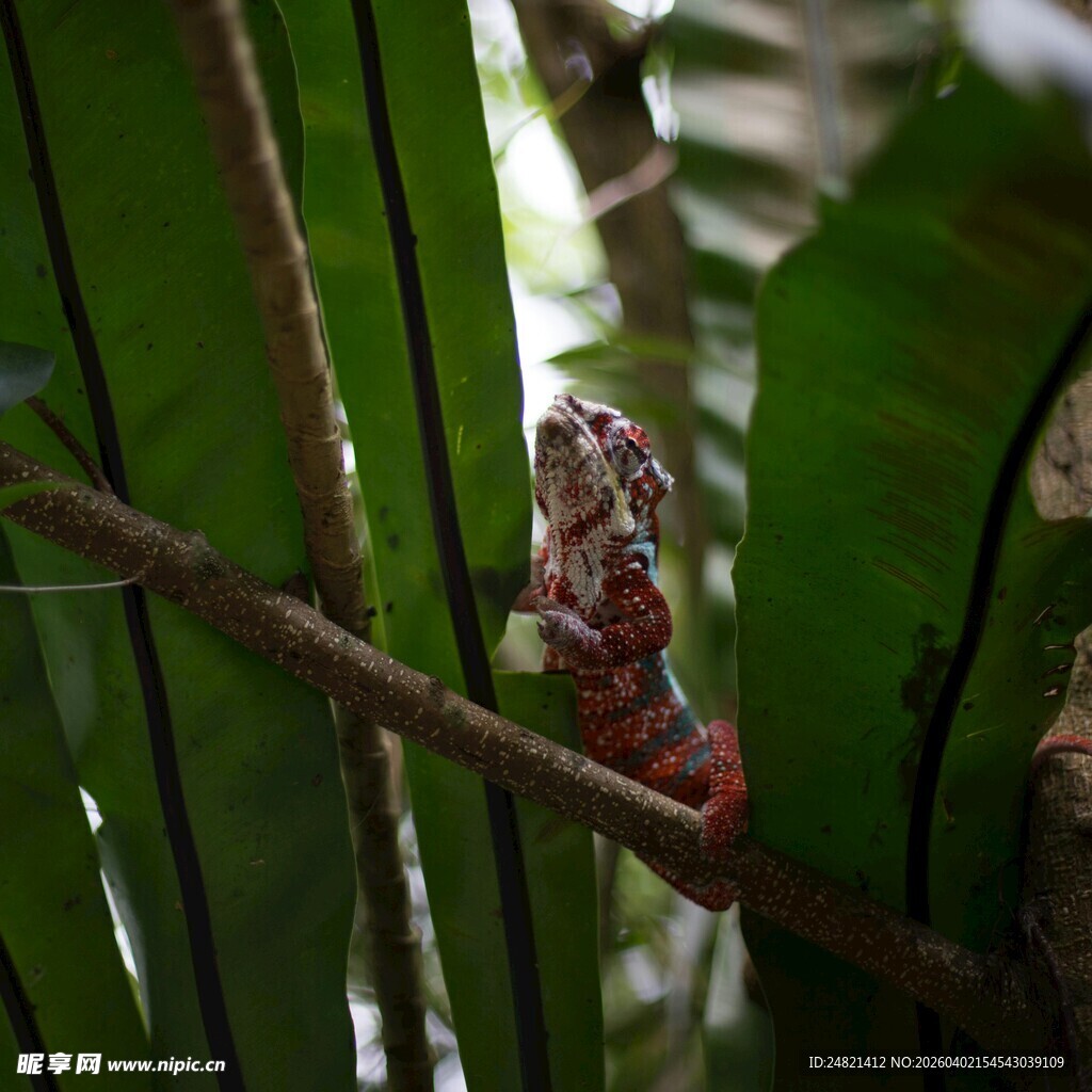 树枝上的多彩昆虫