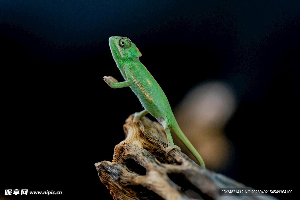 翠绿蜥蜴立于枯木枝头