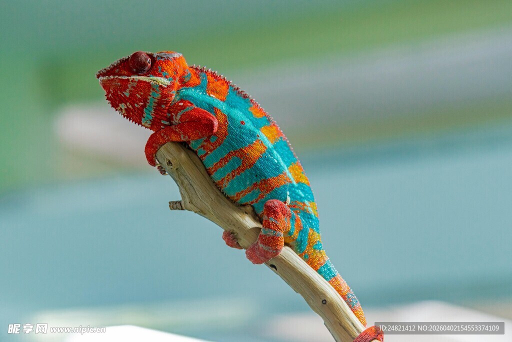 多彩变色龙栖息于枝头