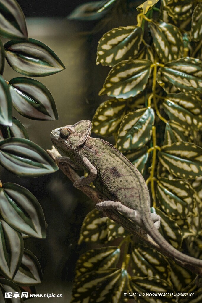 树枝上的变色龙