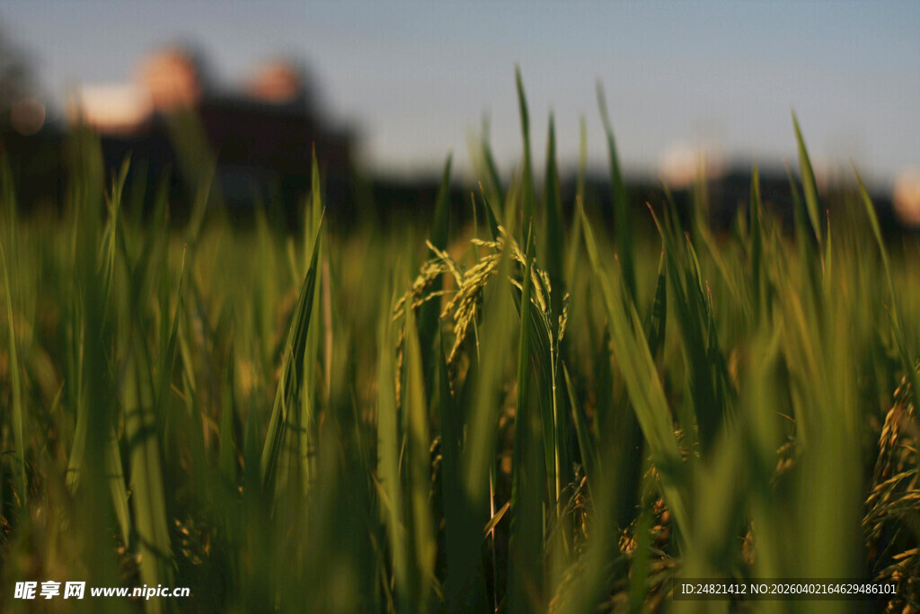 翠绿稻田中的生机景象