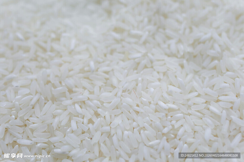 优质长粒香大米特写