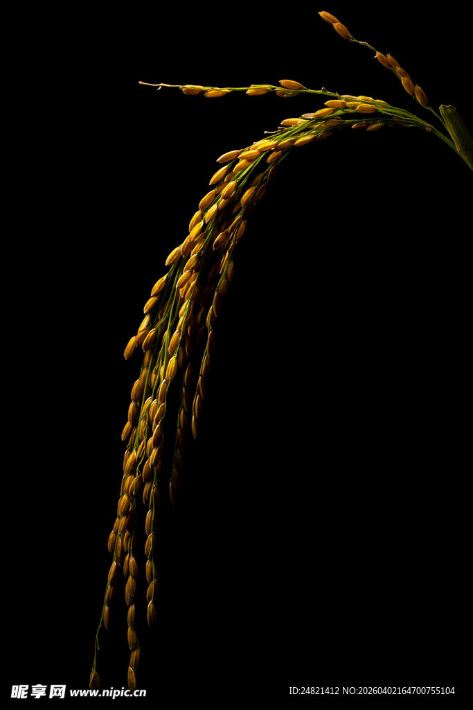 金黄稻穗特写