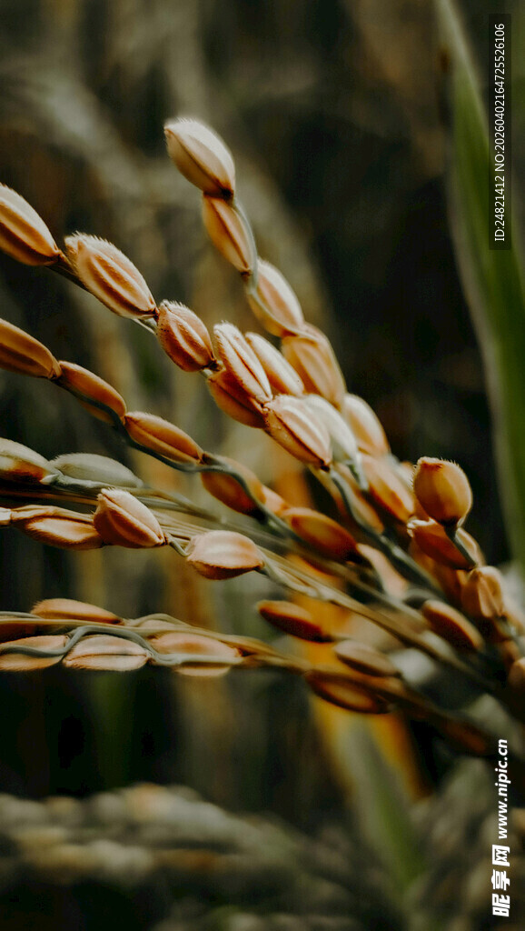成熟稻穗特写