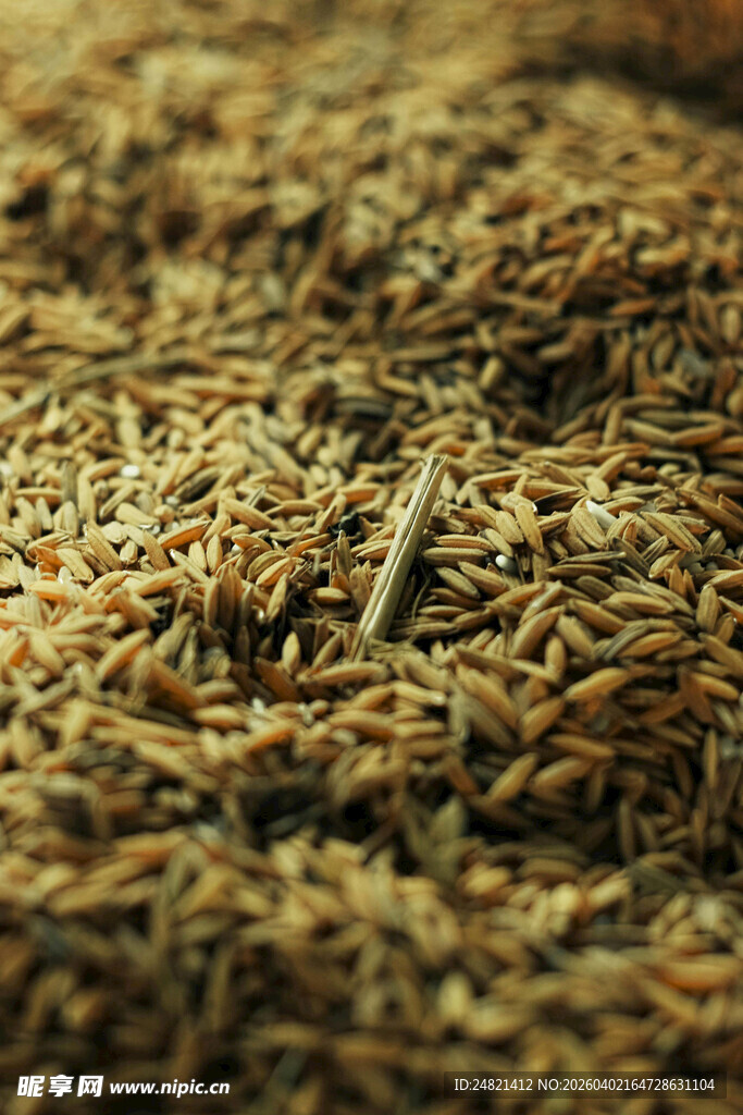 一堆谷物中的小木棍