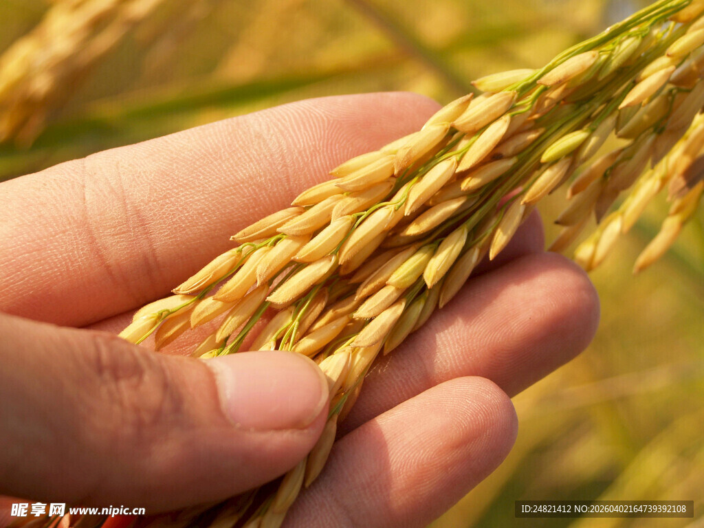 手捧饱满稻穗