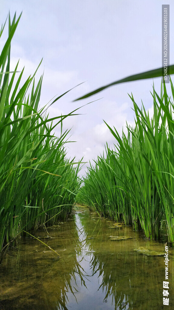翠绿稻田