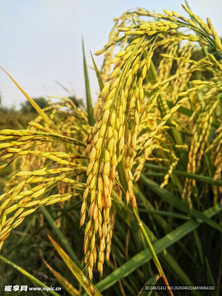 金黄饱满的成熟稻穗