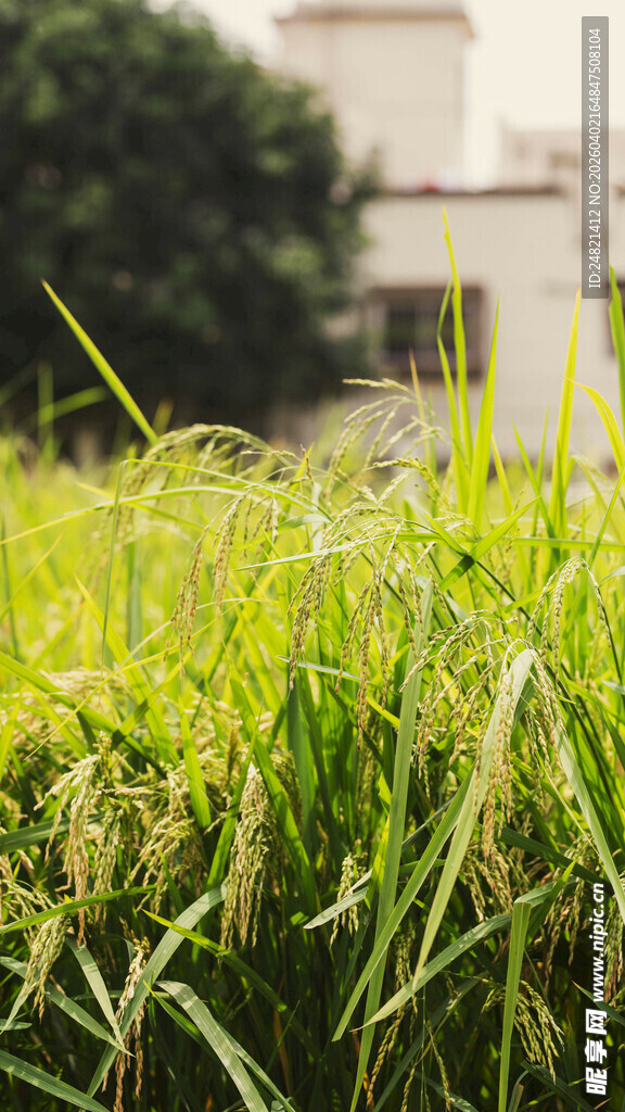 田野中的翠绿麦苗