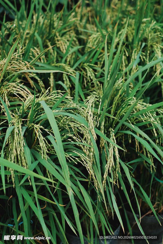 金黄稻田中的翠绿稻穗