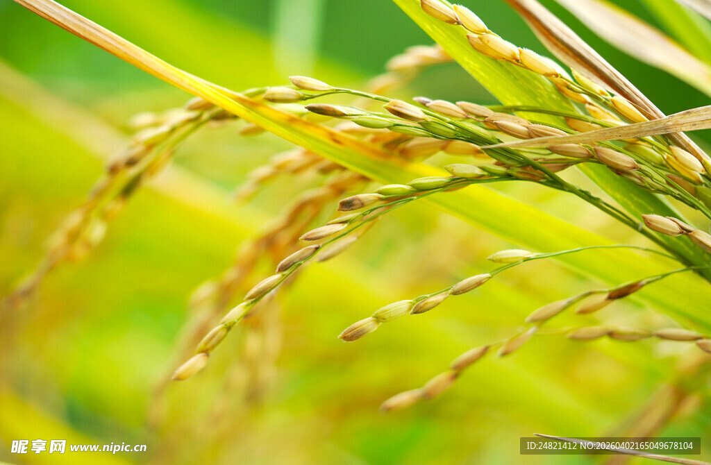 金黄稻穗