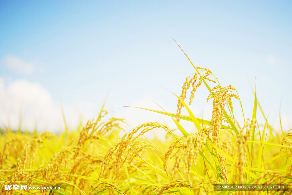 金黄稻田