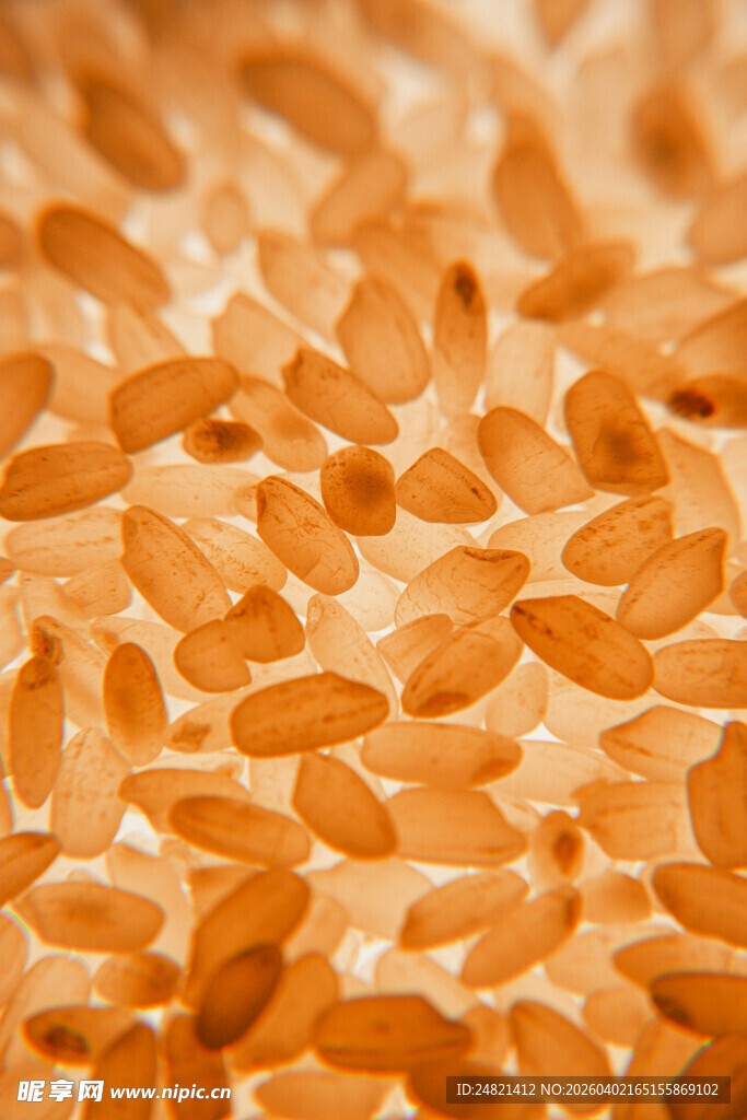 金黄饱满的大米颗粒