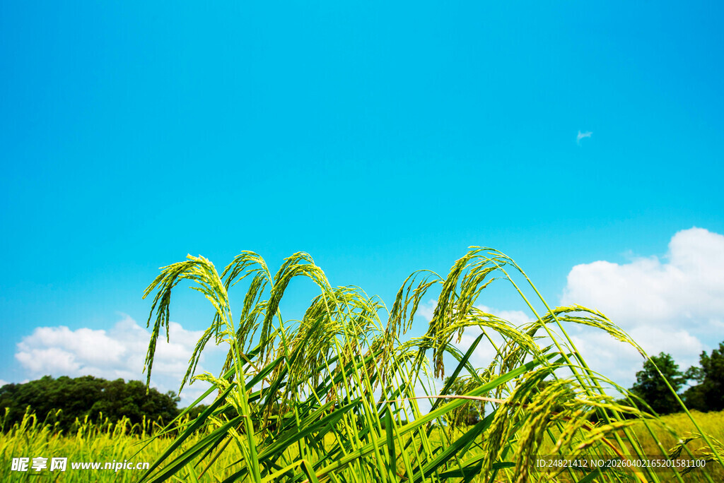 蓝天稻田