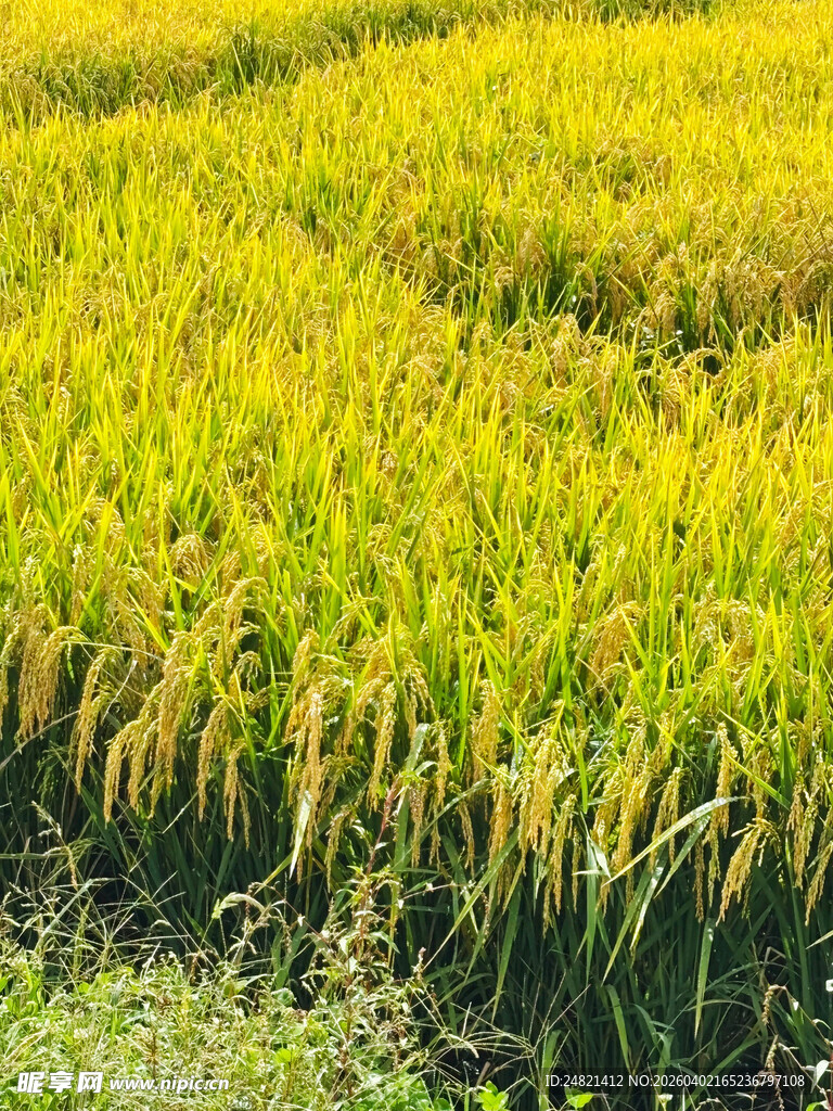 金黄稻田