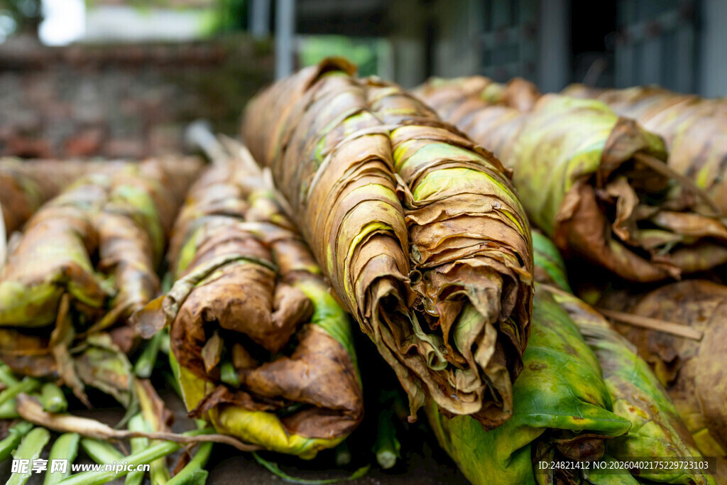 堆叠的新鲜粽叶