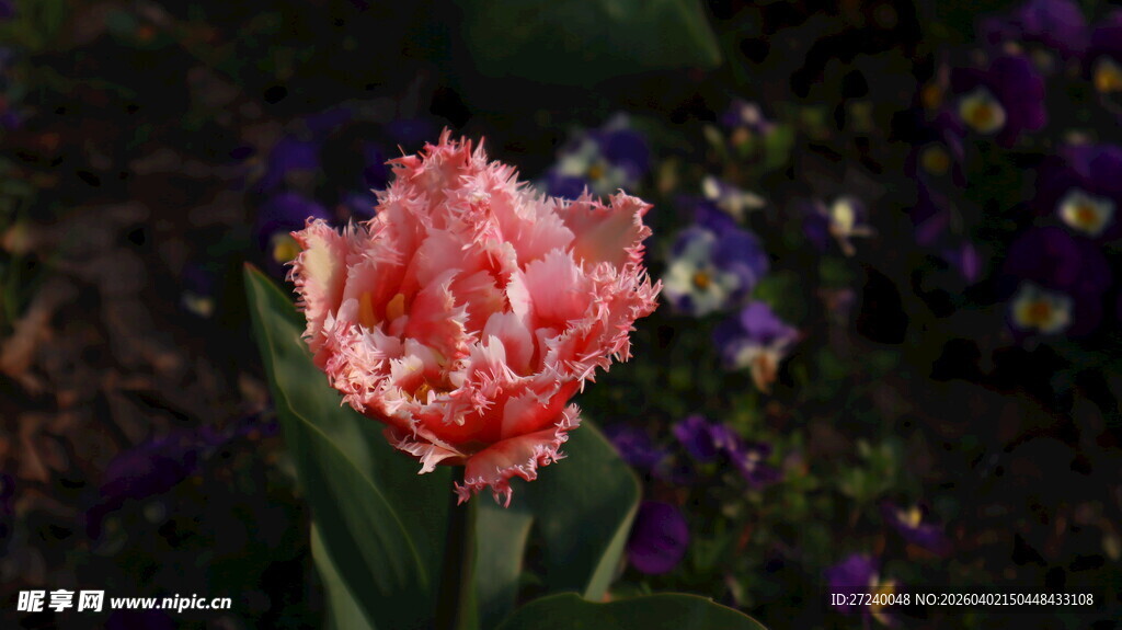 重瓣郁金香流苏