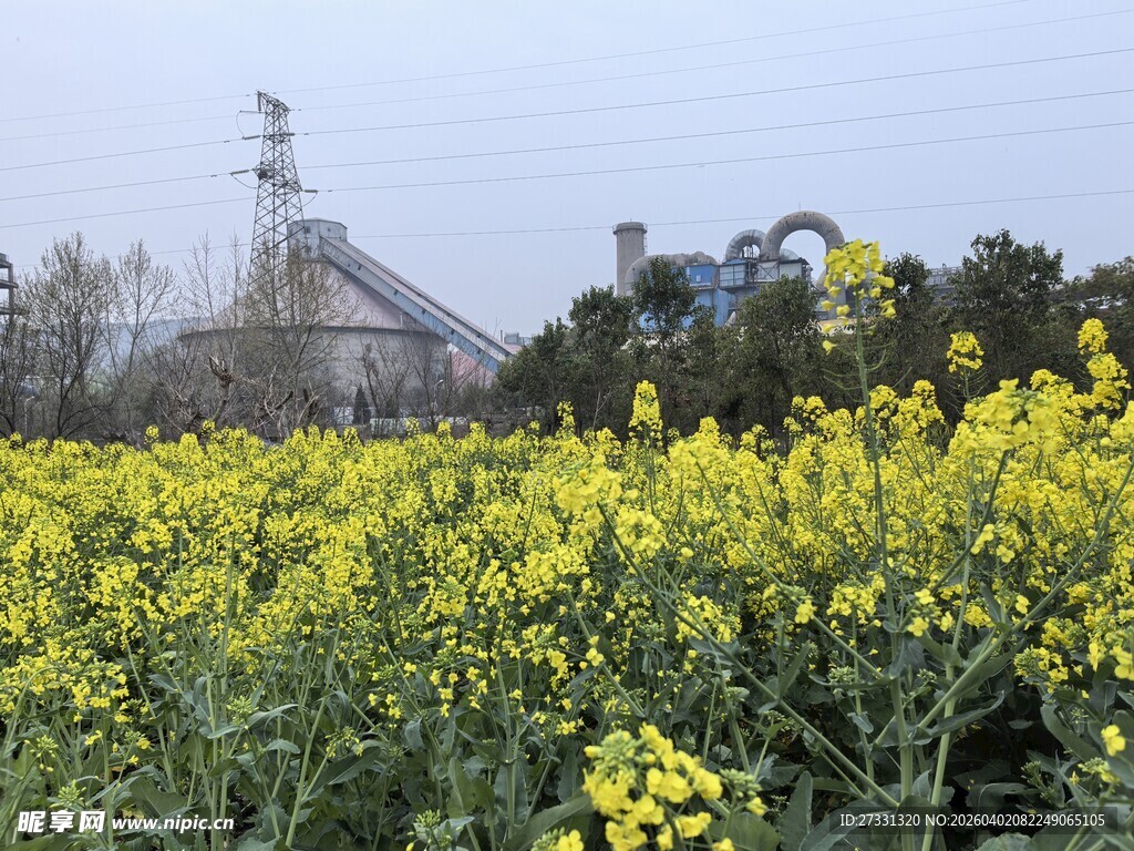 油菜花海旁的工业设施