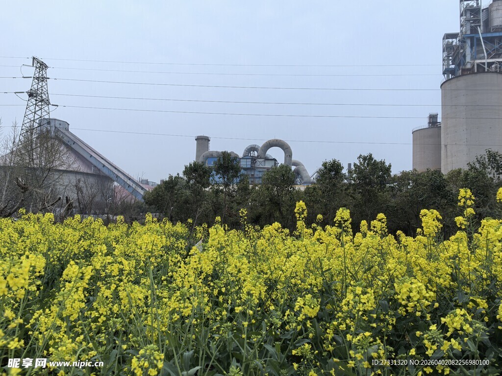 田野间的灿烂油菜花田