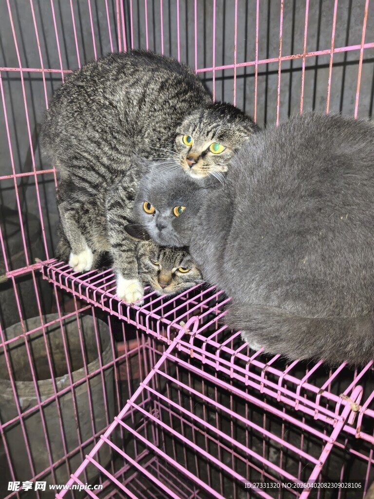 笼中双猫亲昵互动