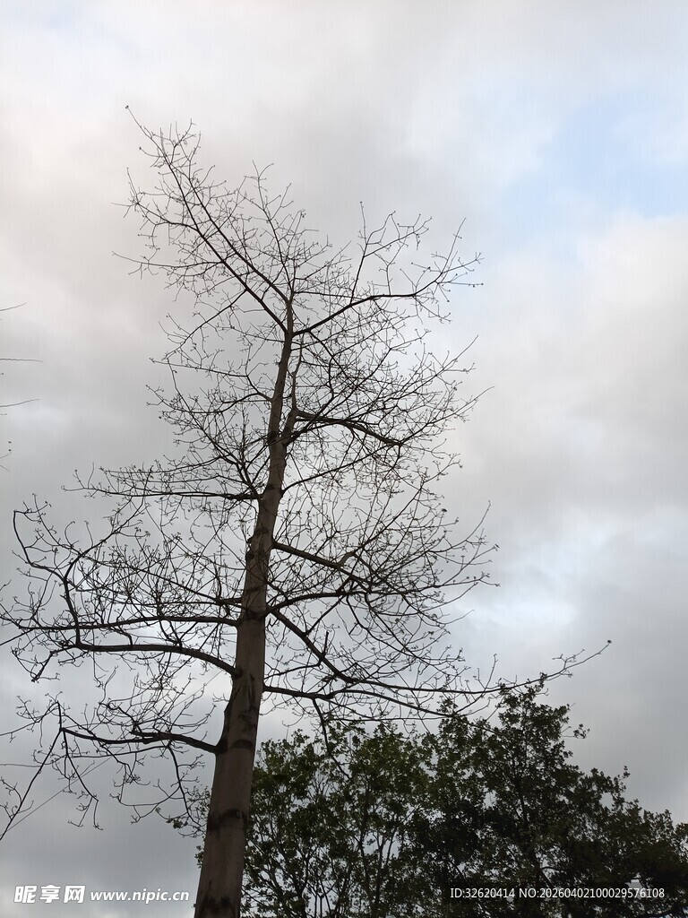 孤树挺立在多云天空下