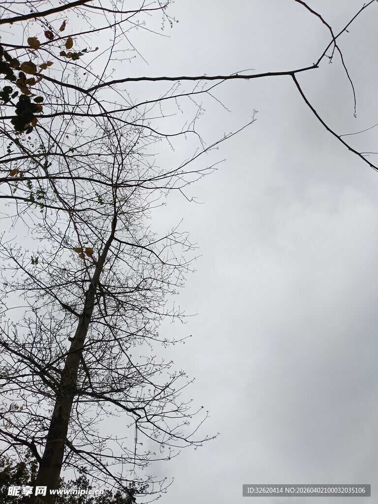 枯树伸向灰白天空