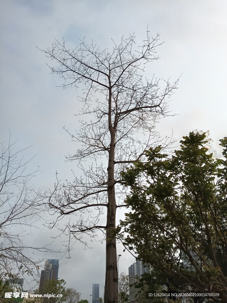 冬日枯树与葱郁树木同框