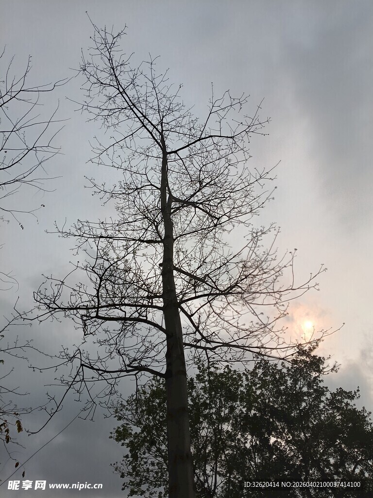 夕阳下的枯树剪影