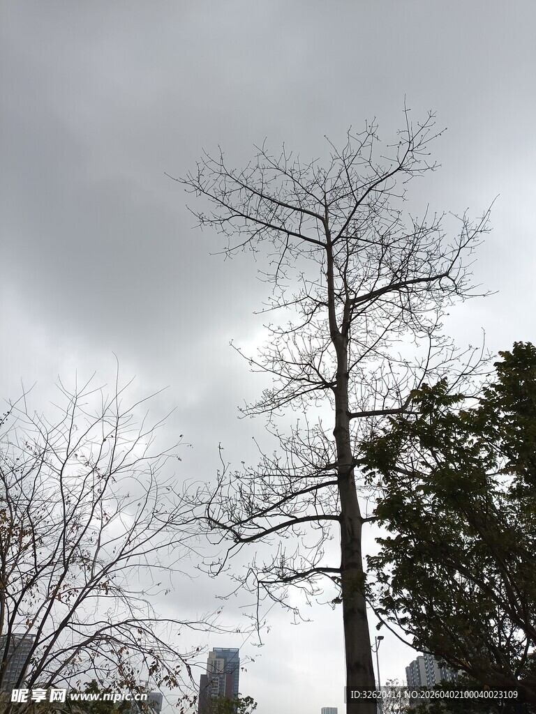 冬日枯树与阴沉天空