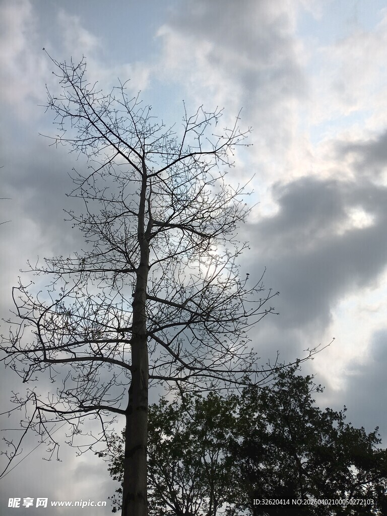 孤树傲立乌云下