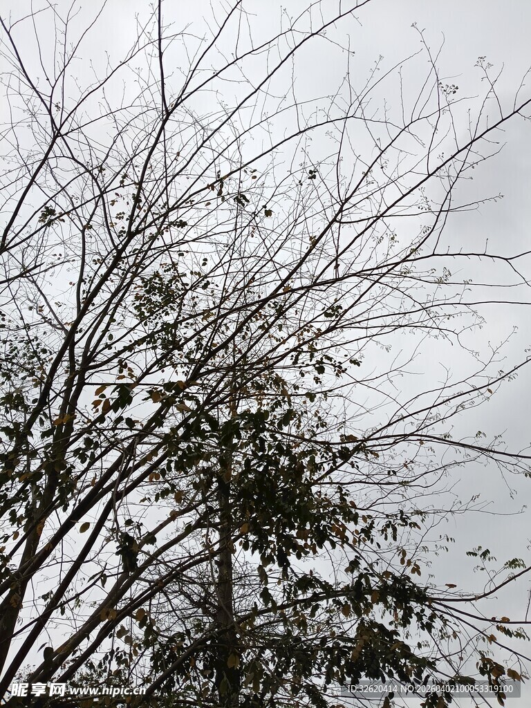 冬日光秃树枝景象