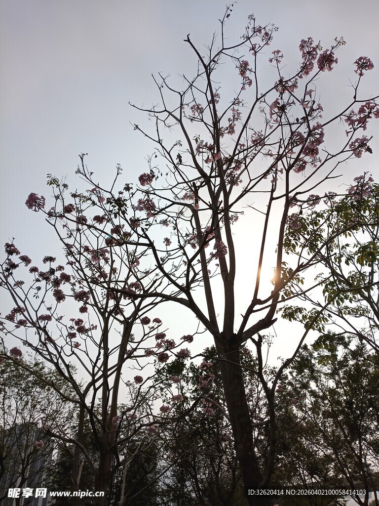 冬日枯树与稀疏繁花