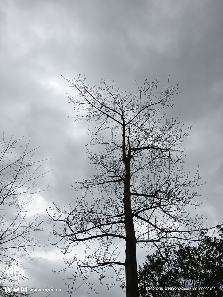 孤树傲立阴云下