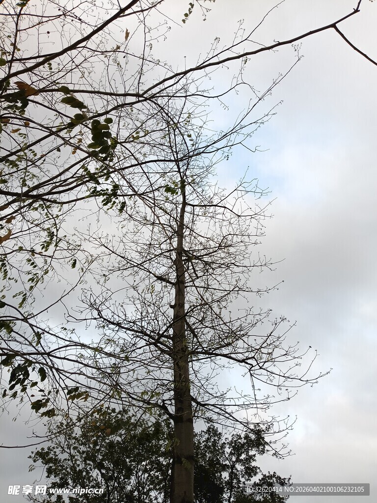 冬日枯树与朦胧天空