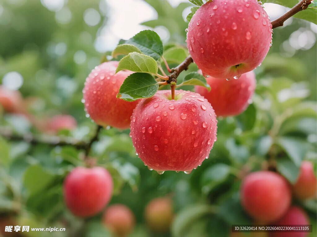 枝头苹果