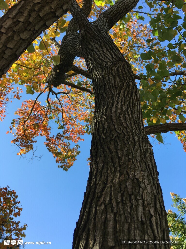 秋日大树仰拍景致