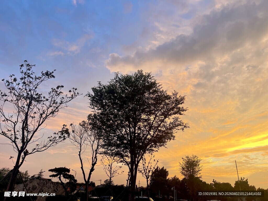 夕阳下的树木剪影