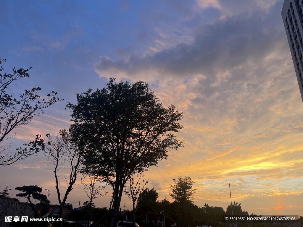 夕阳下的树木与城市天际