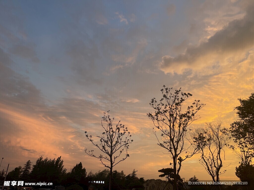 夕阳下的树木剪影美景