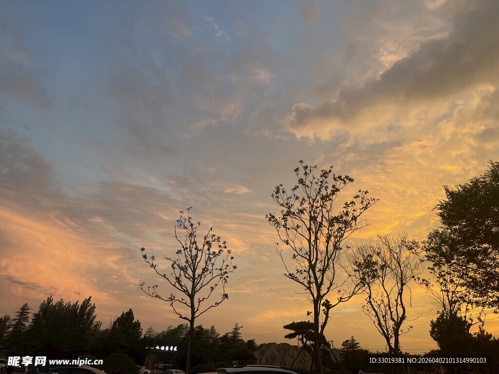 夕阳下的树木美景