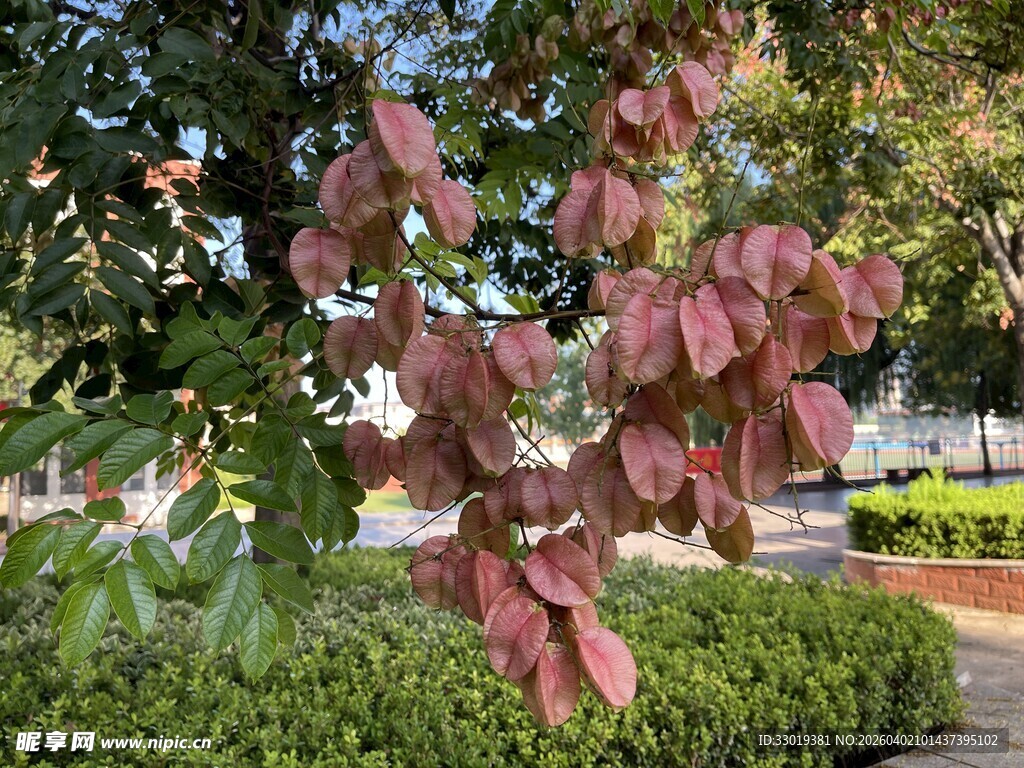 秋日红叶点缀绿植景观