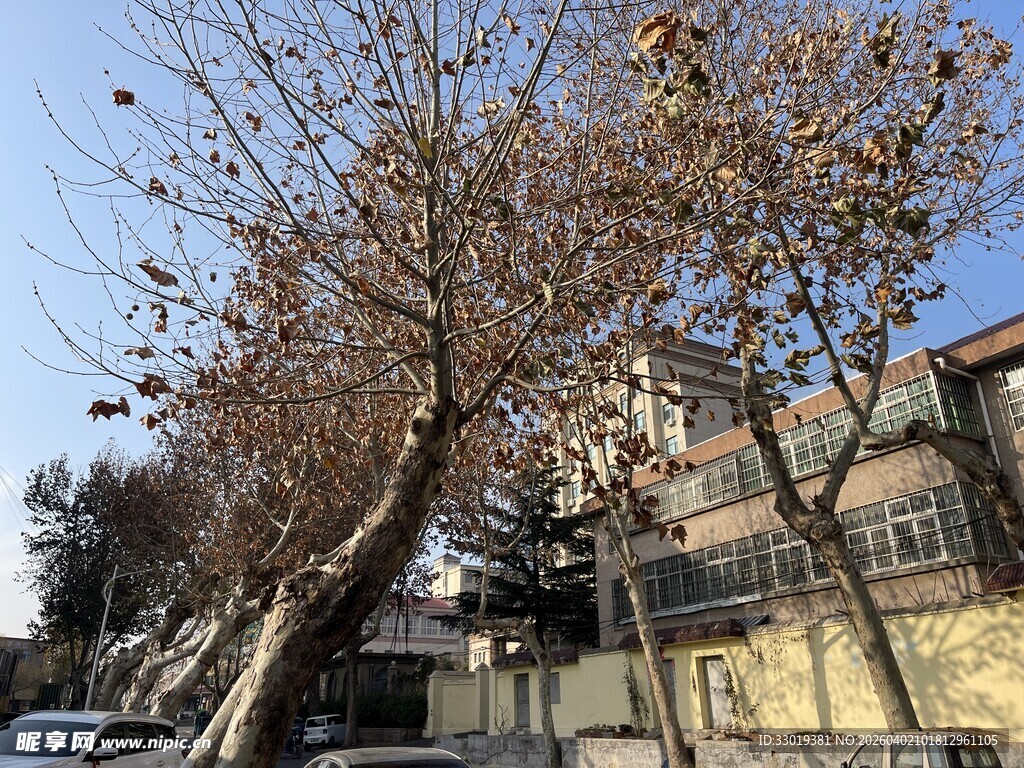 冬日路旁光秃树木景观