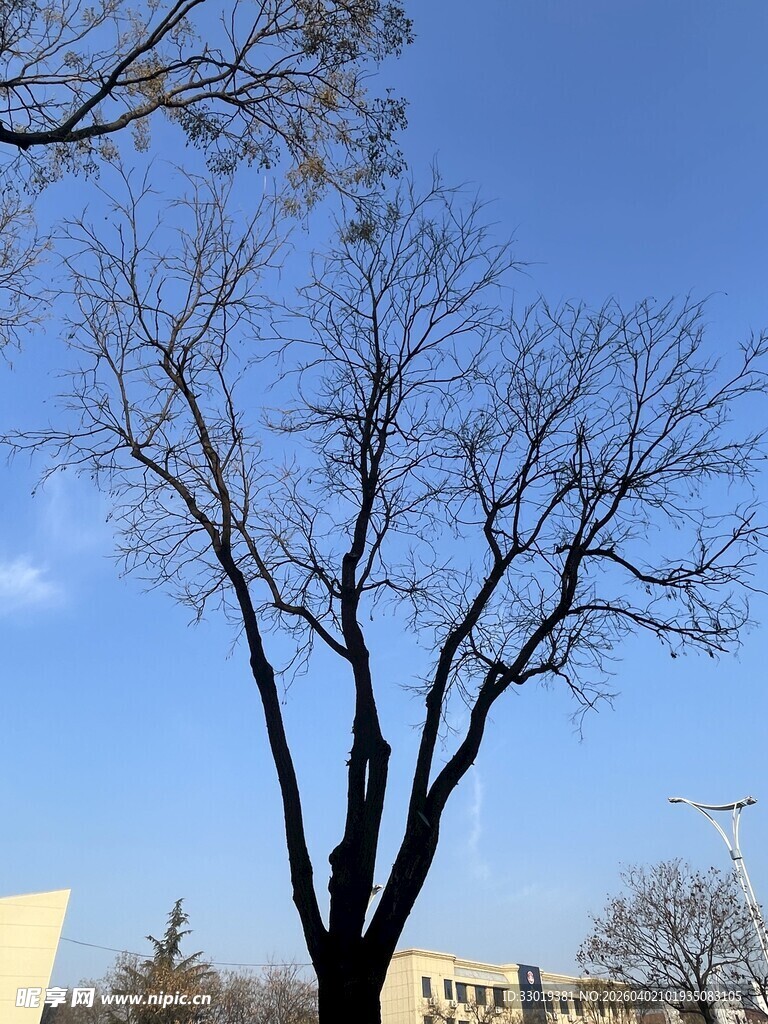 蓝天映衬下的光秃树木